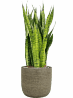 Sansevieria Zeylanica In Magna D 30 H 116 cm - PlantenShop24 - 09-05-2025