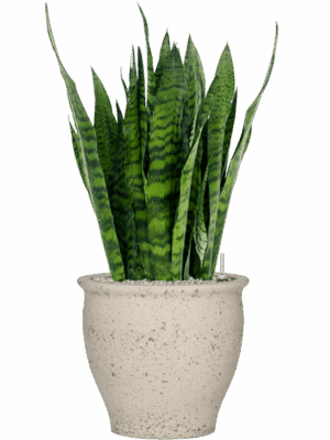 Sansevieria Zeylanica In Mediterranean D 27 H 98 cm - PlantenShop24 - 30-04-2025