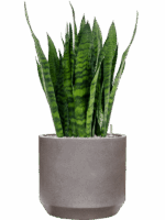 Sansevieria Zeylanica In Rotunda Urban D 27 H 101 cm - PlantenShop24 - 29-04-2025