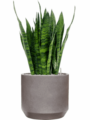 Sansevieria Zeylanica In Rotunda Urban D 27 H 101 cm - PlantenShop24 - 29-04-2025