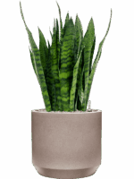 Sansevieria Zeylanica In Rotunda Urban D 27 H 101 cm - PlantenShop24 - 29-04-2025