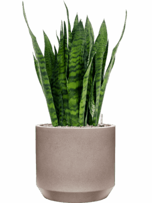 Sansevieria Zeylanica In Rotunda Urban D 27 H 101 cm - PlantenShop24 - 29-04-2025