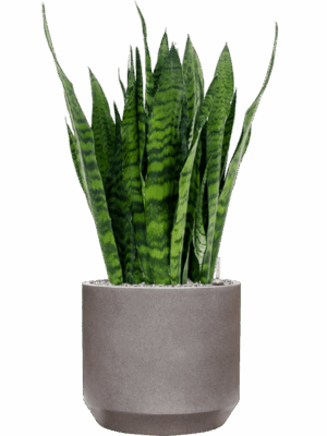 Sansevieria Zeylanica In Rotunda Urban D 27 H 96 cm - PlantenShop24 - 29-04-2025