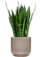 Sansevieria Zeylanica In Rotunda Urban D 27 H 96 cm - PlantenShop24 - 29-04-2025