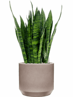 Sansevieria Zeylanica In Rotunda Urban D 27 H 96 cm - PlantenShop24 - 29-04-2025