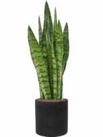 Sansevieria Zeylanica In Rough D 18 H 89 cm - PlantenShop24 - 09-05-2025