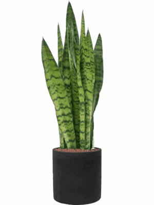 Sansevieria Zeylanica In Rough D 18 H 89 cm - PlantenShop24 - 09-05-2025