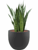 Sansevieria Zeylanica In Stretto D 22 H 94 cm - PlantenShop24 - 08-05-2025