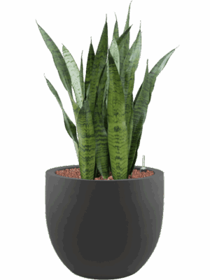 Sansevieria Zeylanica In Stretto D 22 H 94 cm - PlantenShop24 - 08-05-2025
