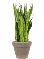 Sansevieria Zeylanica In Terra Cotta D 30 H 111 cm - PlantenShop24 - 09-05-2025