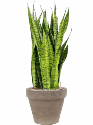 Sansevieria Zeylanica In Terra Cotta D 30 H 111 cm - PlantenShop24 - 09-05-2025