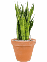 Sansevieria Zeylanica In Terra Cotta D 30 H 78 cm - PlantenShop24 - 09-05-2025