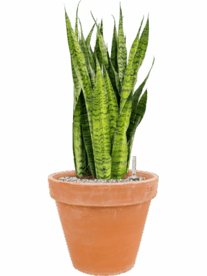 Sansevieria Zeylanica In Terra Cotta D 30 H 78 cm - PlantenShop24 - 09-05-2025