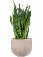 Sansevieria Zeylanica In Terra Cotta Omar D 25 H 101 cm - PlantenShop24 - 12-05-2025