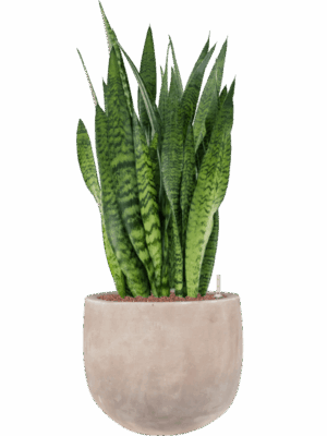 Sansevieria Zeylanica In Terra Cotta Omar D 25 H 101 cm - PlantenShop24 - 12-05-2025