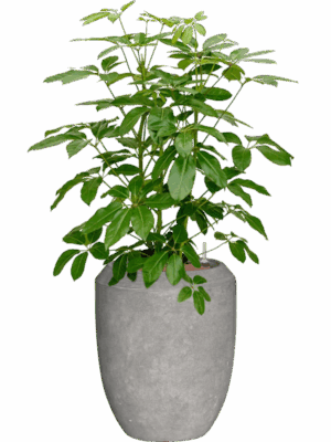 Schefflera Actinophylla Amate Baq Polystone Coated Plain D 28 H 130 cm - PlantenShop24 - 02-05-2025