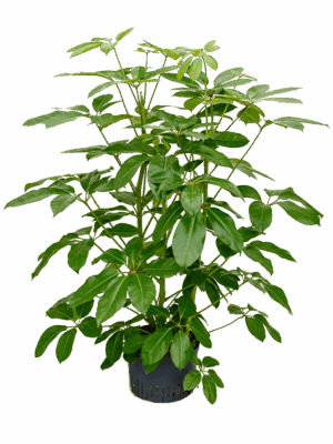Schefflera Actinophylla Amate D 28 H 130 cm - PlantenShop24 - 07-05-2025