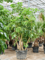 Schefflera Actinophylla Amate D 70 H 285 cm - PlantenShop24 - 05-05-2025