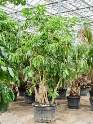 Schefflera Actinophylla Amate D 70 H 285 cm - PlantenShop24 - 05-05-2025