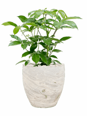 Schefflera Actinophylla Amate In Baq Algar D 24 H 97 cm - PlantenShop24 - 12-05-2025
