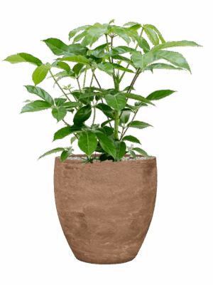 Schefflera Actinophylla Amate In Baq Algar D 24 H 97 cm - PlantenShop24 - 12-05-2025