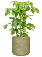 Schefflera Actinophylla Amate In Baq Dune D 28 H 108 cm - PlantenShop24 - 21-05-2025