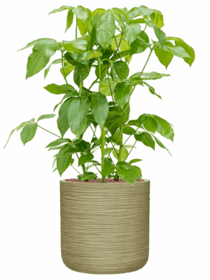 Schefflera Actinophylla Amate In Baq Dune D 28 H 108 cm - PlantenShop24 - 21-05-2025