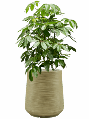 Schefflera Actinophylla Amate In Baq Dune D 40 H 132 cm - PlantenShop24 - 26-05-2025