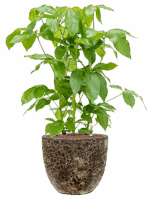 Schefflera Actinophylla Amate In Baq Lava D 28 H 104 cm - PlantenShop24 - 21-05-2025