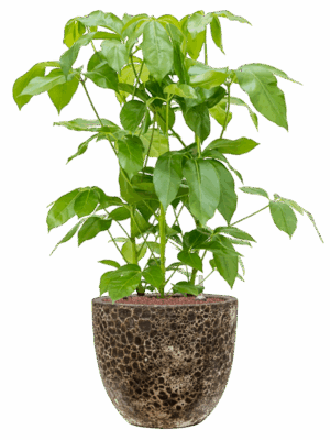 Schefflera Actinophylla Amate In Baq Lava D 28 H 104 cm - PlantenShop24 - 21-05-2025