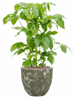 Schefflera Actinophylla Amate In Baq Lava D 28 H 104 cm - PlantenShop24 - 21-05-2025