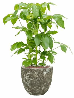 Schefflera Actinophylla Amate In Baq Lava D 28 H 104 cm - PlantenShop24 - 21-05-2025