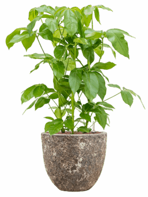 Schefflera Actinophylla Amate In Baq Lava D 28 H 105 cm - PlantenShop24 - 21-05-2025