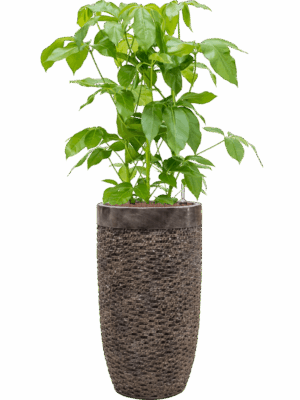 Schefflera Actinophylla Amate In Baq Luxe Lite Universe D 28 H 140 cm - PlantenShop24 - 21-05-2025