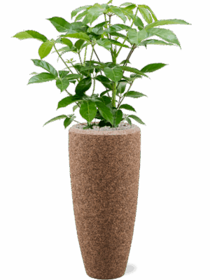 Schefflera Actinophylla Amate In Baq Naturescast D 24 H 122 cm - PlantenShop24 - 12-05-2025