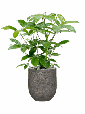 Schefflera Actinophylla Amate In Baq Naturescast D 24 H 88 cm - PlantenShop24 - 12-05-2025