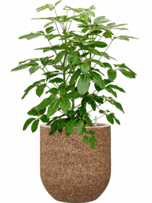 Schefflera Actinophylla Amate In Baq Naturescast D 28 H 126 cm - PlantenShop24 - 02-05-2025