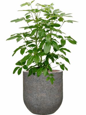Schefflera Actinophylla Amate In Baq Naturescast D 28 H 126 cm - PlantenShop24 - 02-05-2025
