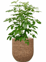 Schefflera Actinophylla Amate In Baq Naturescast D 28 H 126 cm - PlantenShop24 - 16-05-2025