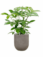 Schefflera Actinophylla Amate In Baq Nucast D 24 H 88 cm - PlantenShop24 - 12-05-2025