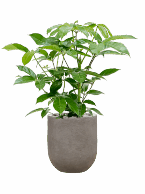 Schefflera Actinophylla Amate In Baq Nucast D 24 H 88 cm - PlantenShop24 - 12-05-2025