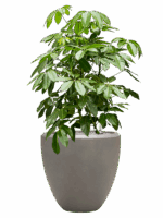 Schefflera Actinophylla Amate In Baq Nucast D 40 H 126 cm - PlantenShop24 - 26-05-2025