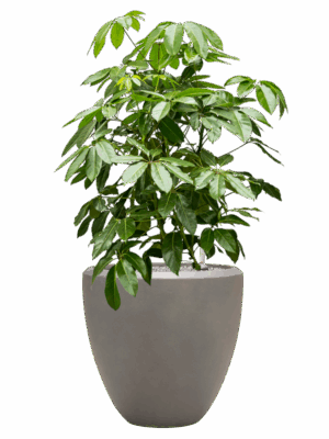 Schefflera Actinophylla Amate In Baq Nucast D 40 H 126 cm - PlantenShop24 - 26-05-2025