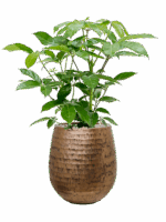 Schefflera Actinophylla Amate In Baq Opus Hammered D 24 H 95 cm - PlantenShop24 - 12-05-2025
