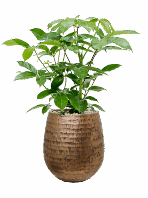 Schefflera Actinophylla Amate In Baq Opus Hammered D 24 H 95 cm - PlantenShop24 - 12-05-2025