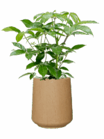 Schefflera Actinophylla Amate In Baq Raindrop D 24 H 96 cm - PlantenShop24 - 12-05-2025