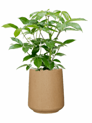 Schefflera Actinophylla Amate In Baq Raindrop D 24 H 96 cm - PlantenShop24 - 12-05-2025