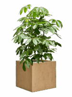 Schefflera Actinophylla Amate In Baq Raindrop D 40 H 119 cm - PlantenShop24 - 26-05-2025