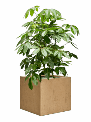 Schefflera Actinophylla Amate In Baq Raindrop D 40 H 119 cm - PlantenShop24 - 26-05-2025