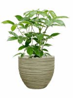 Schefflera Actinophylla Amate In Baq Tornado D 24 H 92 cm - PlantenShop24 - 12-05-2025